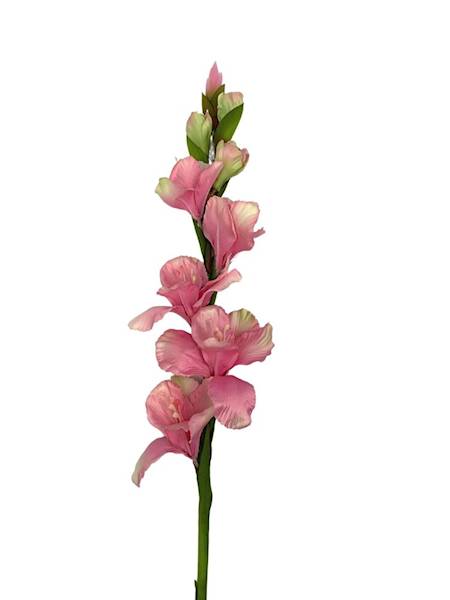 Mieczyk 85 cm różowo zielony