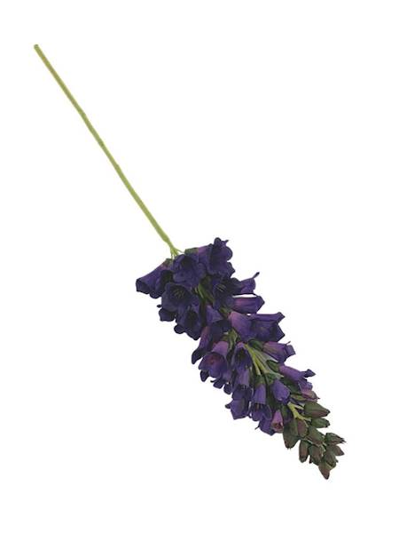 Lwia paszczka gałązka 80 cm ciemno fioletowa