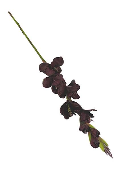 Mieczyk gałązka 85 cm ciemny brąz