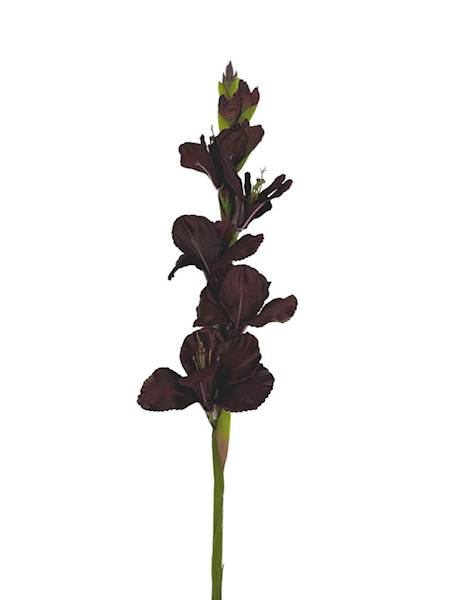 Mieczyk gałązka 85 cm ciemny brąz