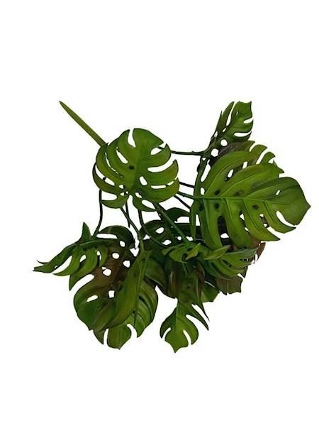 Bukiet monstera 31 cm zielony z brązem