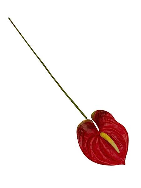 Anturium gałązka 60 cm czerwone