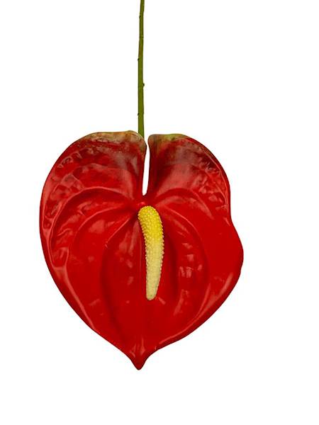 Anturium gałązka 60 cm czerwone