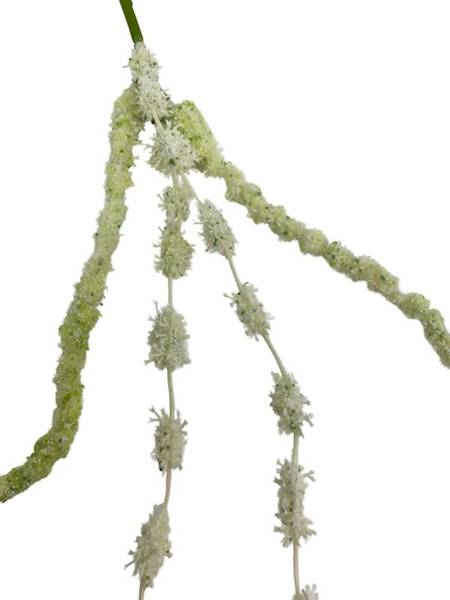 Amarantus szarłat 108 cm biały