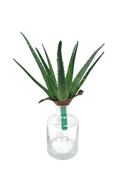 Aloes 36 cm