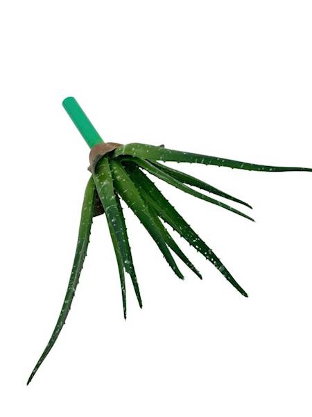 Aloes 36 cm