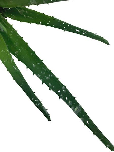 Aloes 36 cm