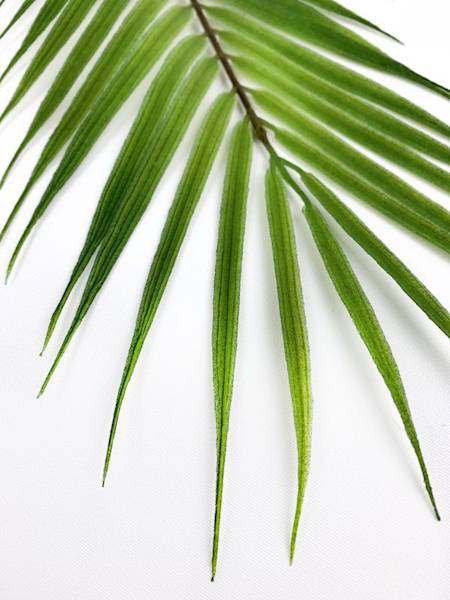 Liść palmy 61 cm zielony