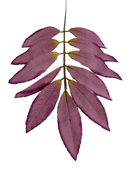 Liść laurowy gałązka 46 cm fiolet