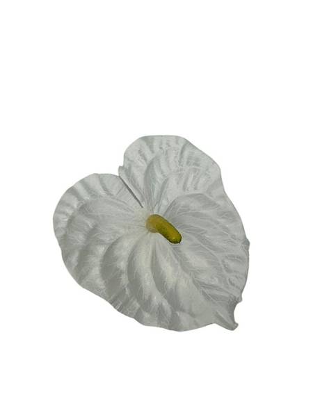 Anturium główka 14 cm białe