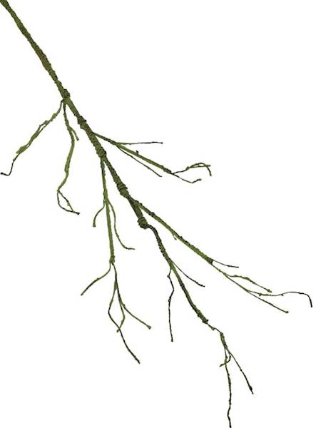 Korzeń 115 cm zielony