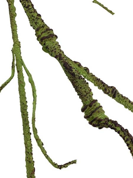 Korzeń 115 cm zielony