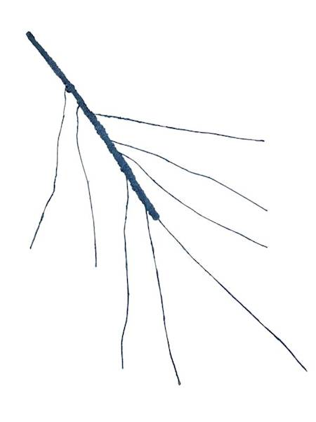 Korzeń 64 cm niebieski