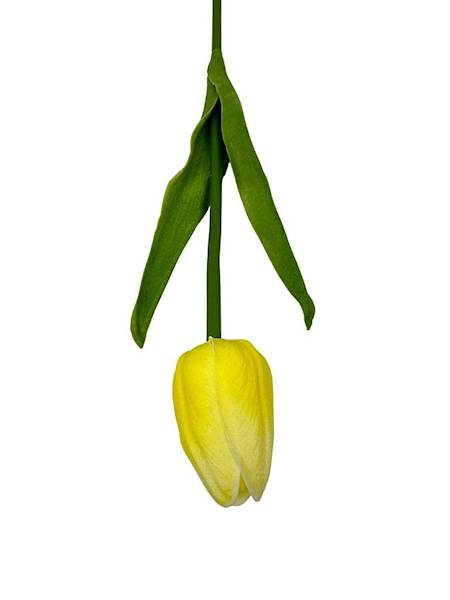 TULIPAN Z PIANKI 45 CM JASNY ŻÓŁTY