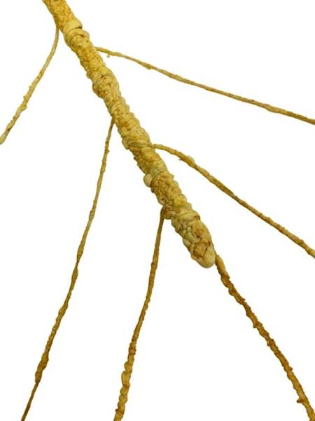 Korzeń 64 cm żółty