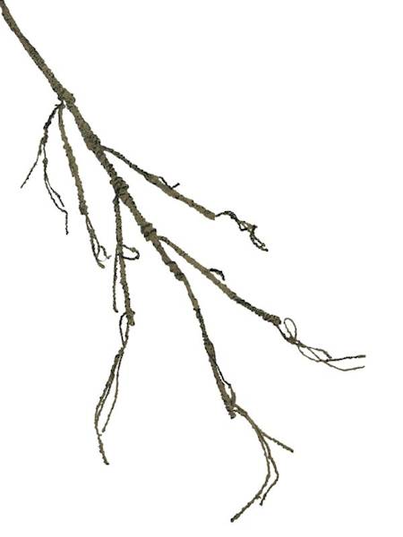 Korzeń 114 cm jasny brąz