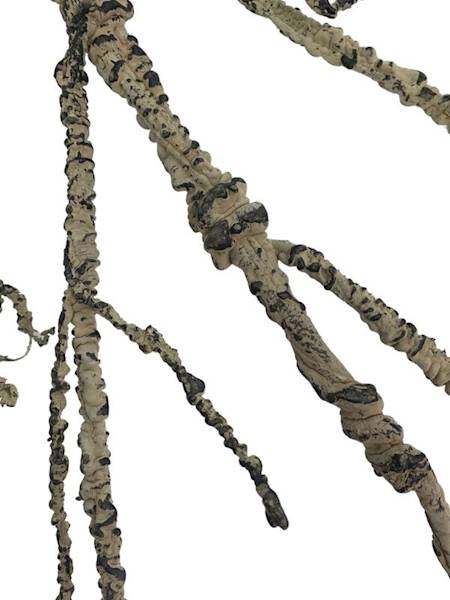 Korzeń 114 cm jasny brąz