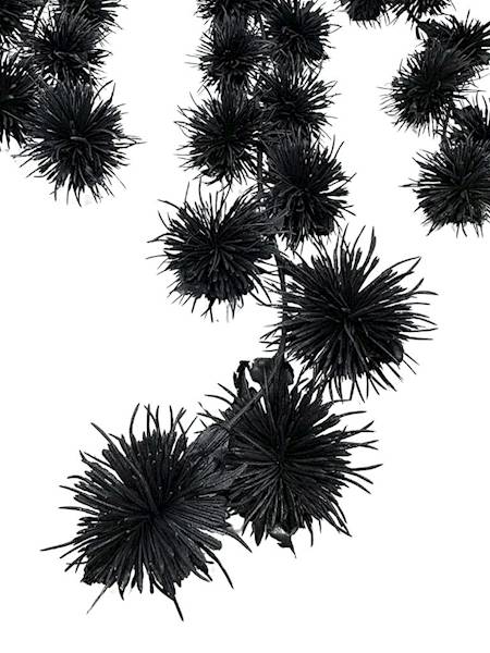 Bukiet czosnków zwis 70 cm czarny