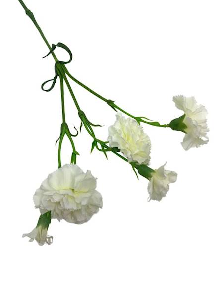 Goździk na gałązce 64 cm kremowy