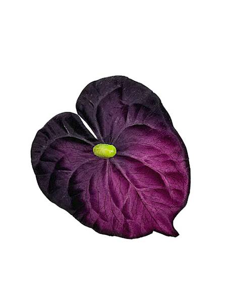 Anturium główka 14 cm ciemny fiolet