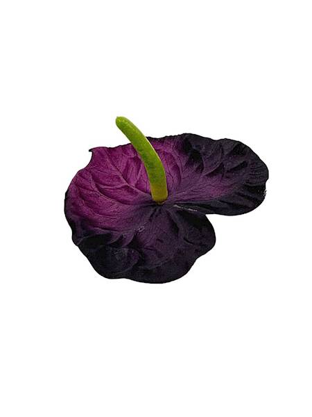 Anturium główka 14 cm ciemny fiolet
