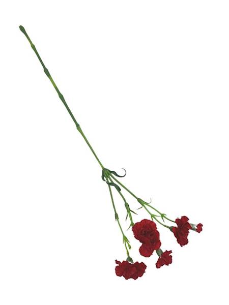 Goździk na gałązce 64 cm czerwony 