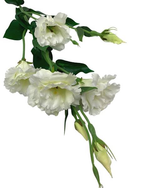 Eustoma gałązka 80 cm biała