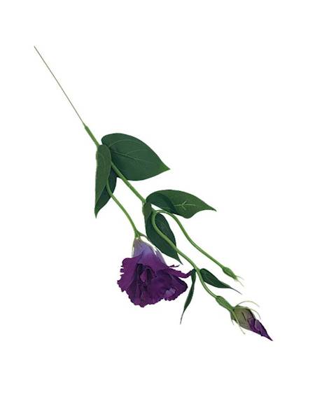 Eustoma gałązka 48 cm fioletowa