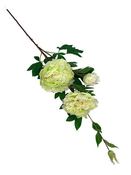 Piwonia gałązka 114 cm jasno zielona