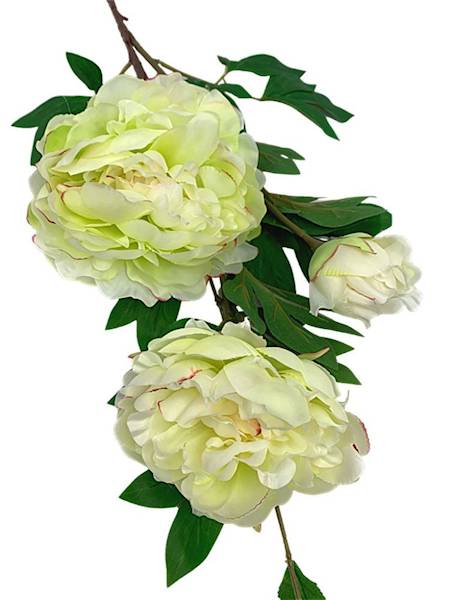 Piwonia gałązka 114 cm jasno zielona