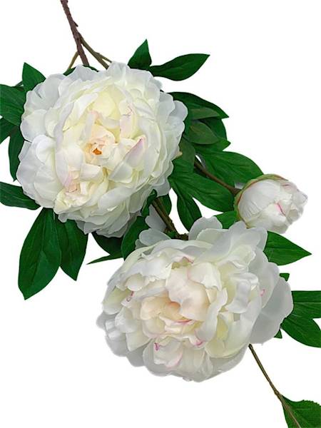 Piwonia gałązka 114 cm biała