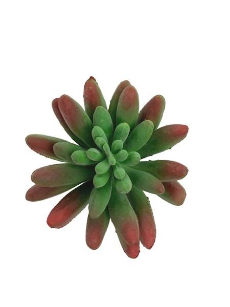 Sukulent 10 cm zielony z czerwonym
