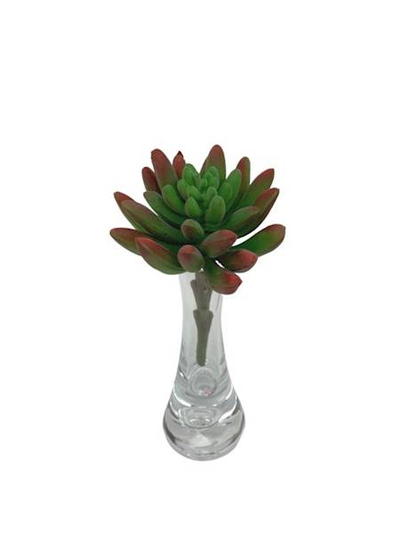 Sukulent 10 cm zielony z czerwonym