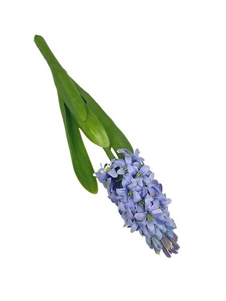 Hiacynt 40 cm jasno niebieski 