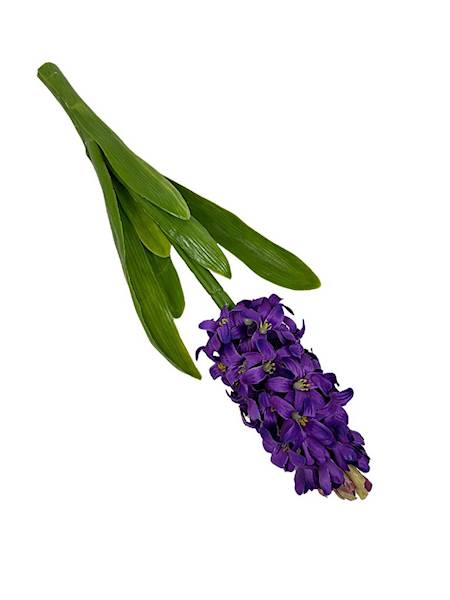 Hiacynt 40 cm mocny fiolet