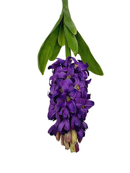 Hiacynt 40 cm mocny fiolet