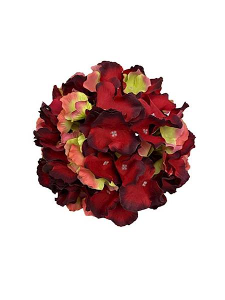 Hortensja duża główka 21 cm czerwona z zielonym