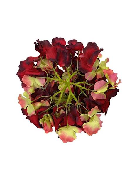 Hortensja duża główka 21 cm czerwona z zielonym