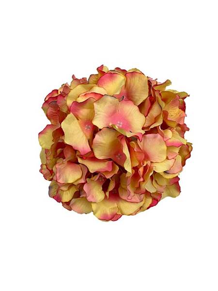 Hortensja duża główka 21 cm brzoskwiniowa