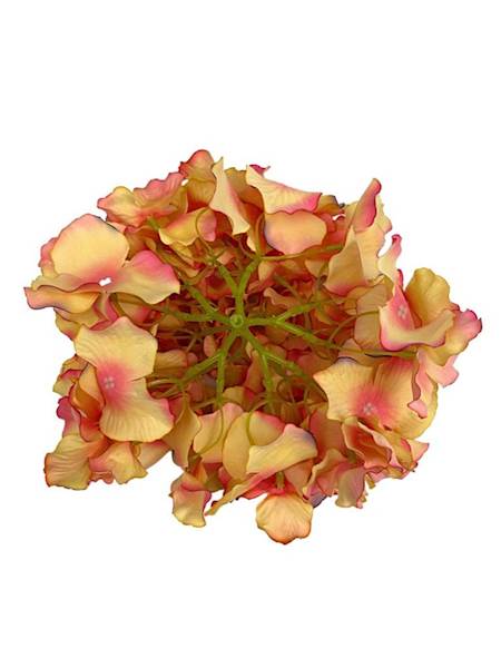 Hortensja duża główka 21 cm brzoskwiniowa