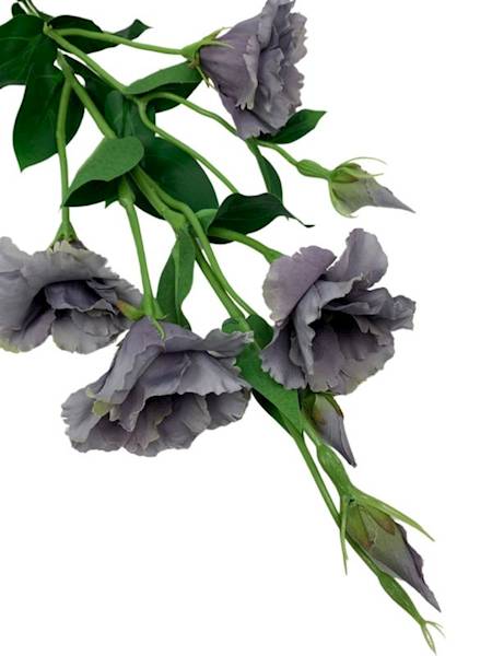 Eustoma gałązka 80 cm szara