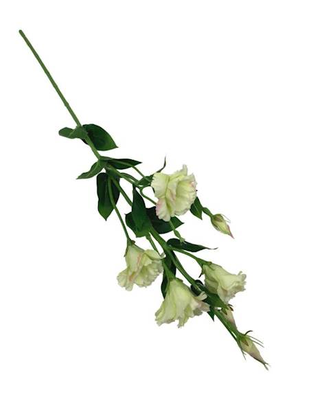 Eustoma gałązka 80 cm jasno zielona z różowym