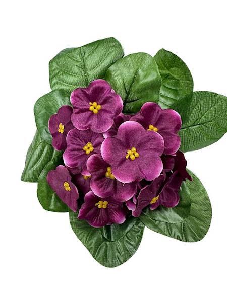 Bukiet fiołki 20 cm purpurowe