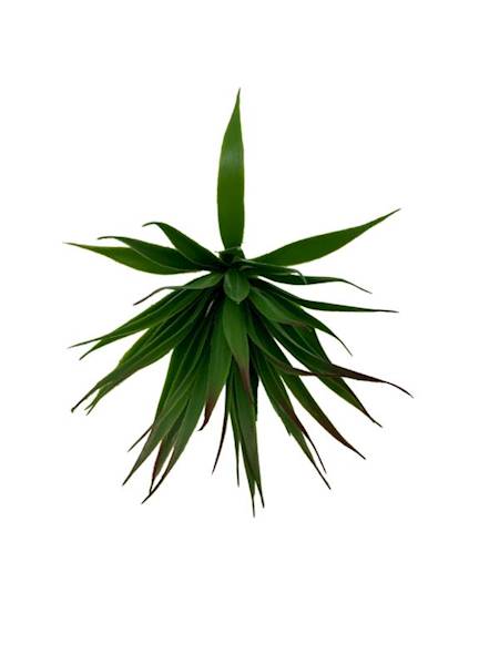 Sukulent 20 cm zielony