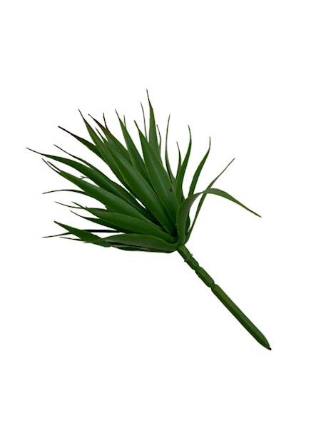 Sukulent 20 cm zielony