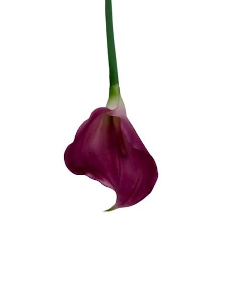 Kalia gumowa gałązka 70 cm ciemny róż