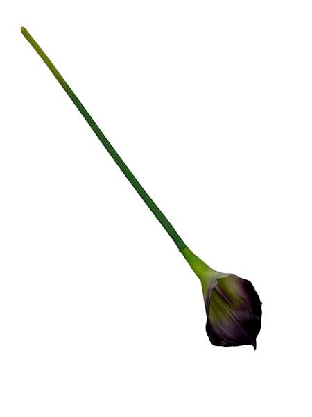 Kalia gumowa gałązka 70 cm fiolet 