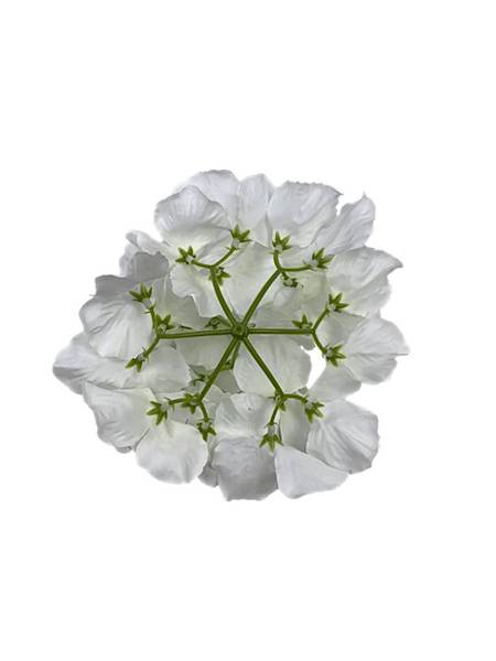 Hortensja główka 17 cm biała