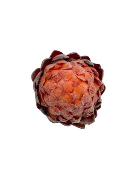 Protea główka 10 cm pomarańczowa