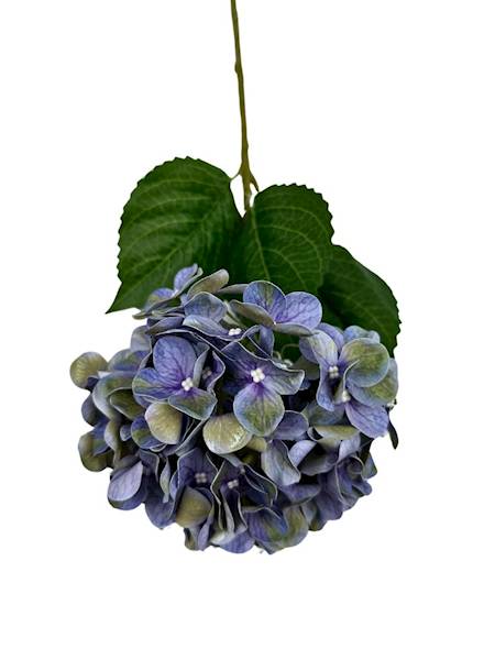 HORTENSJA GAŁĄZKA 60 CM NIEBIESKO ZIELONA